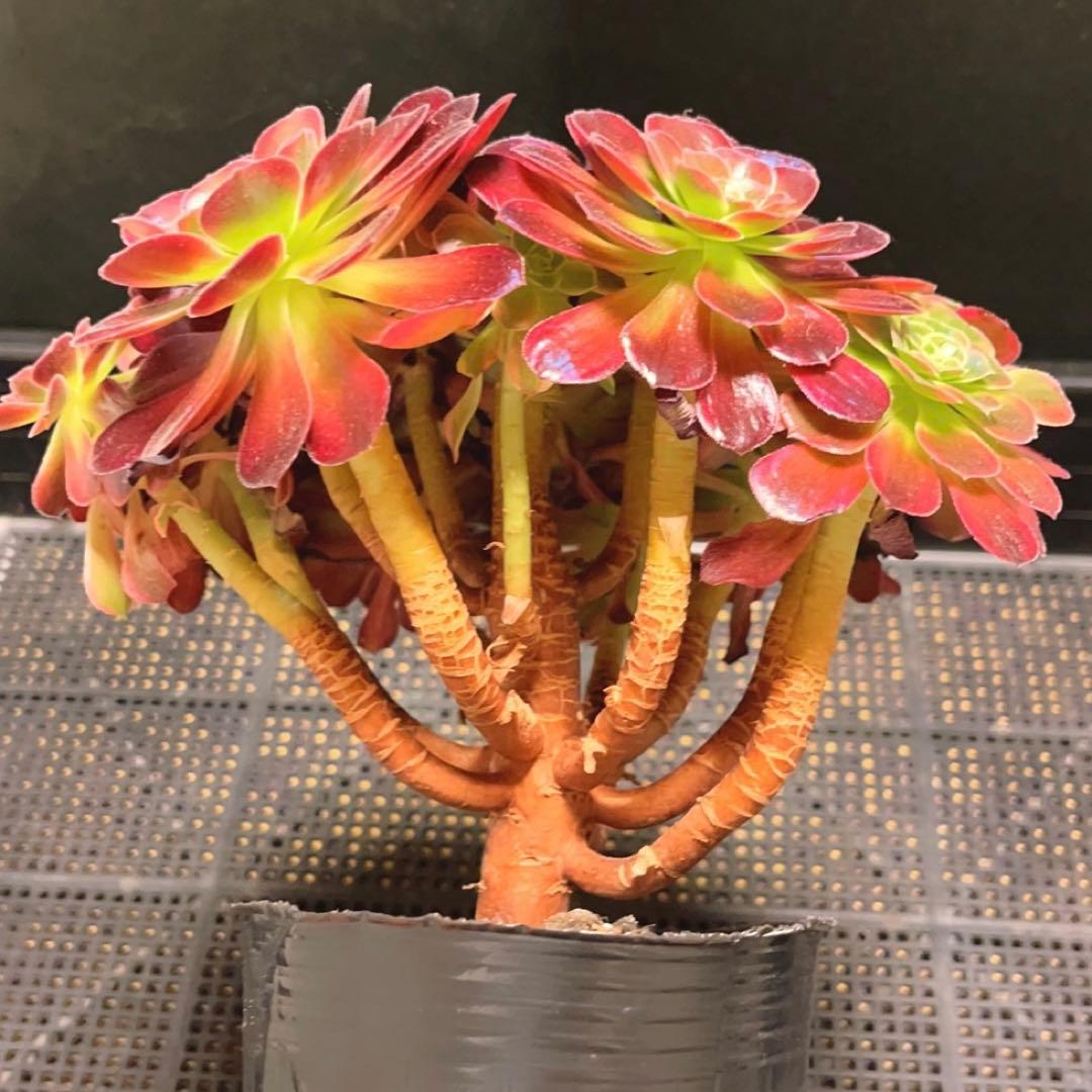 92#多肉植物アエオニウム錦❤️ アンナ錦❤️14頭21cm 鉢土付き出荷