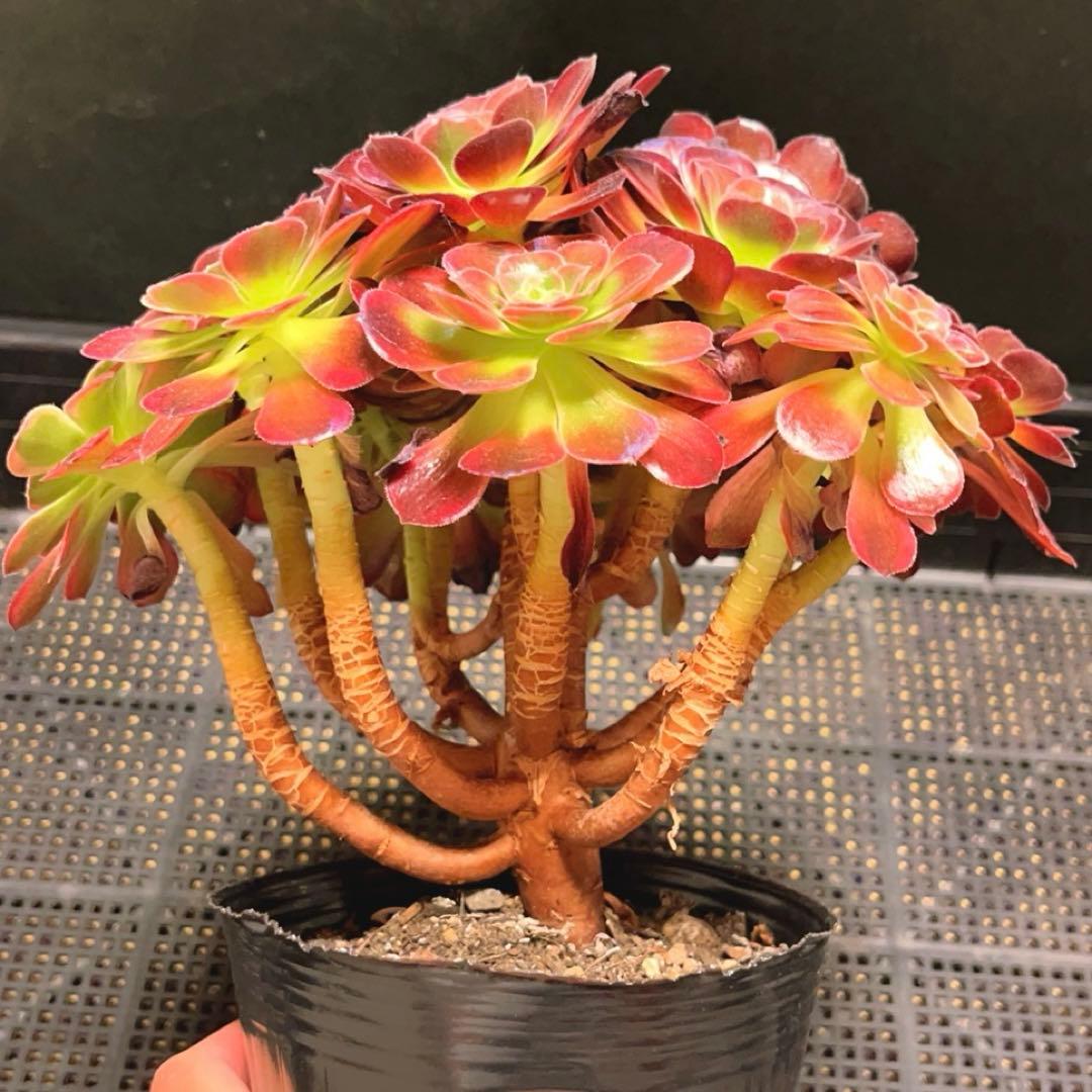 92#多肉植物アエオニウム錦❤️ アンナ錦❤️14頭21cm 鉢土付き出荷