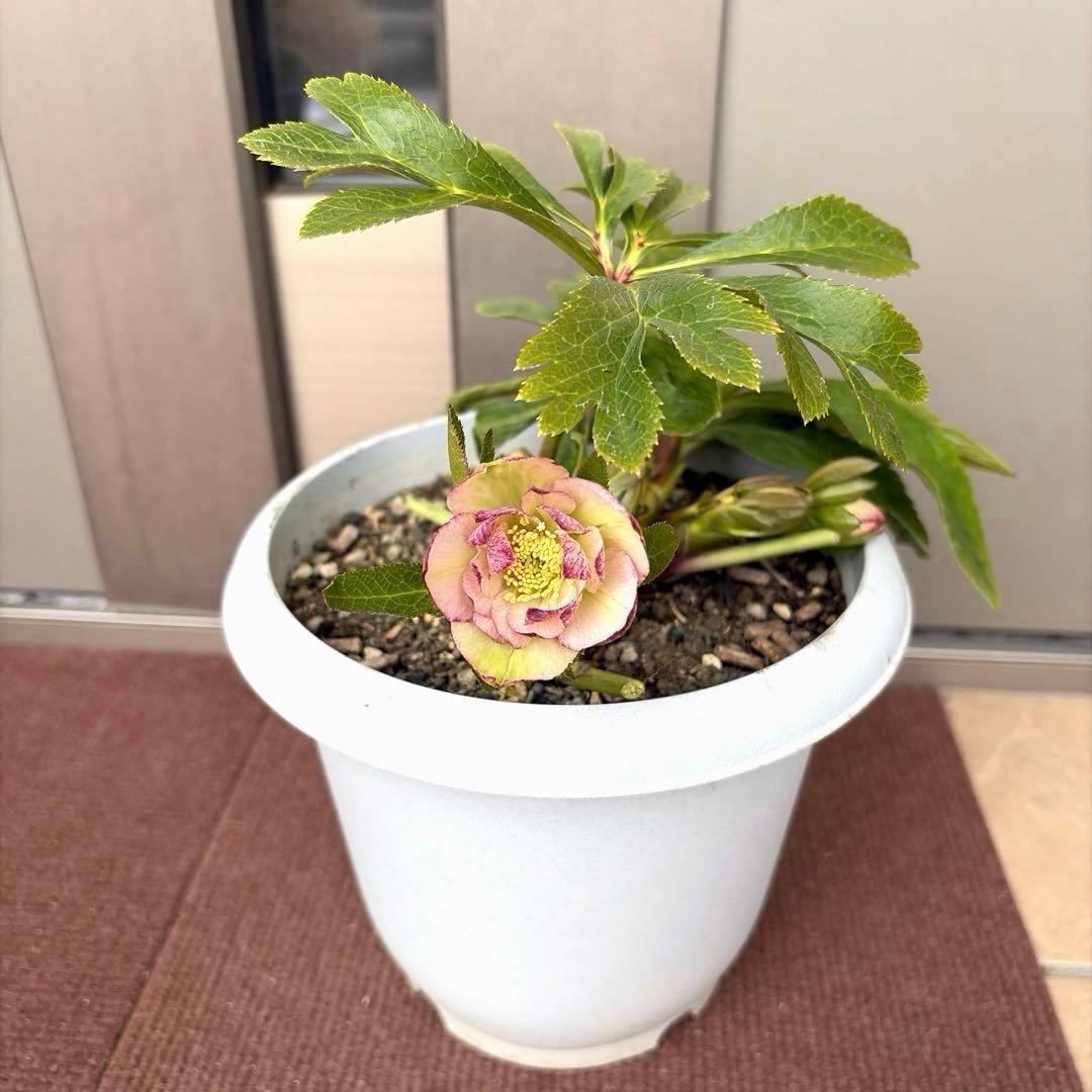 【開花株】大苗　クリスマスローズ ピコティダブル　６号鉢苗《2/20》