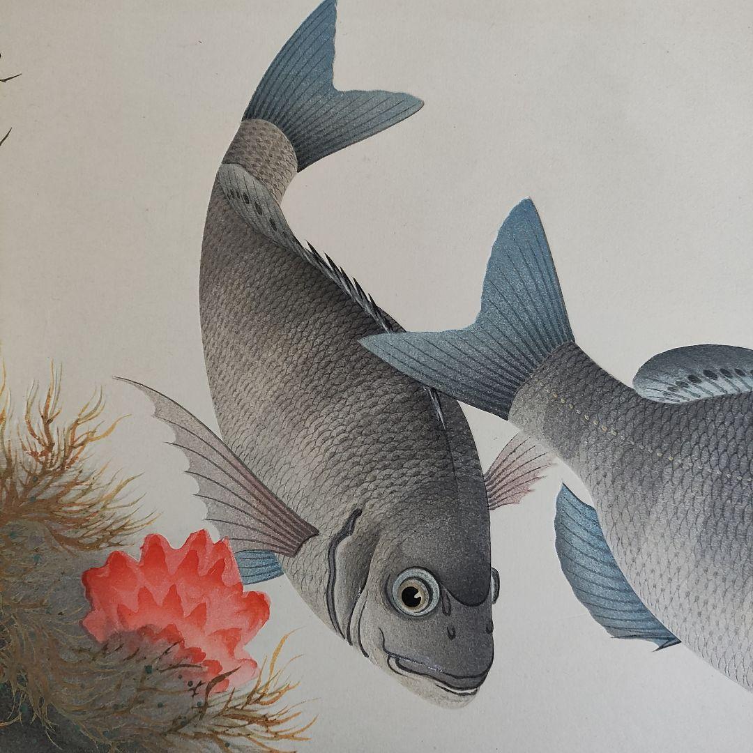 大野麦風　木版画「クロダイ」 大日本魚類画集　 新版画