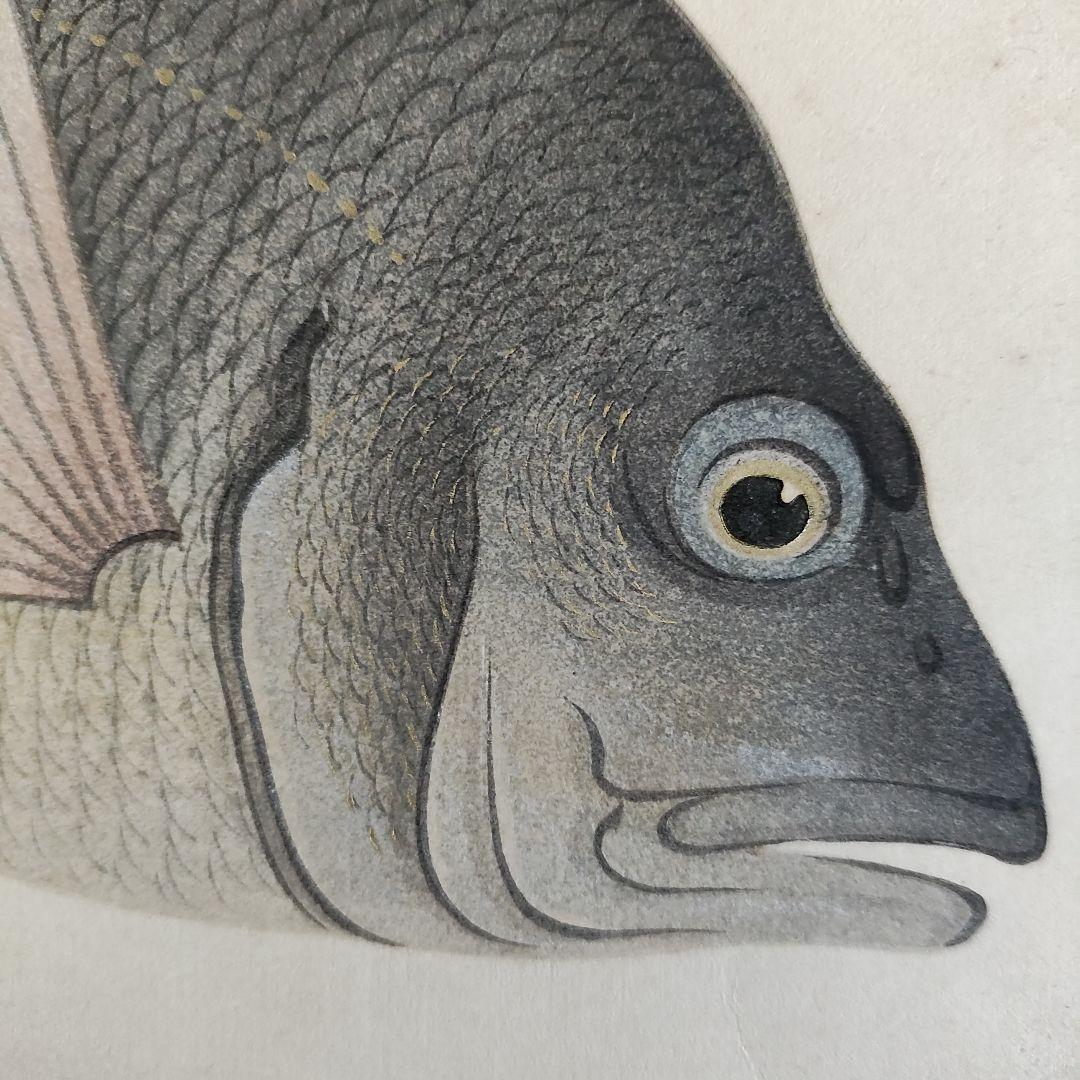 大野麦風　木版画「クロダイ」 大日本魚類画集　 新版画
