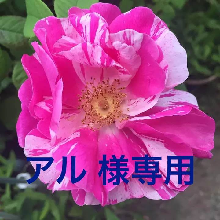ロサ ガリカ ウェルシコロル オールドローズ苗