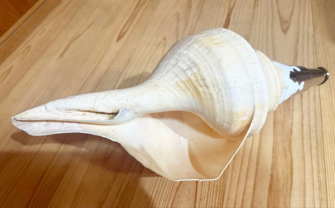 大型アラフラオオニシ法螺貝40㎝　ほら貝　ホラガイ