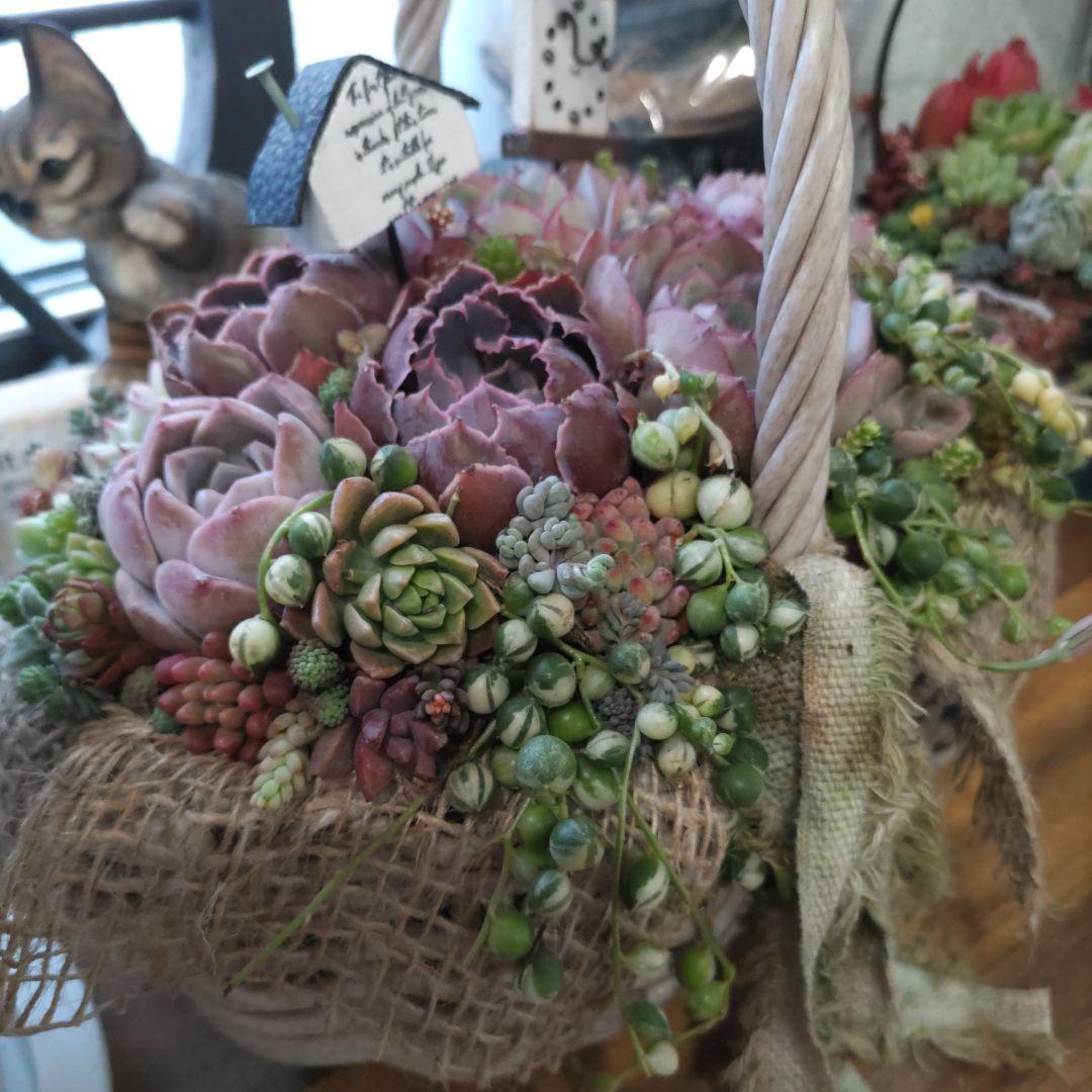 多肉植物 ♡そのまま飾れる寄せ植え♡バスケット✩.*˚