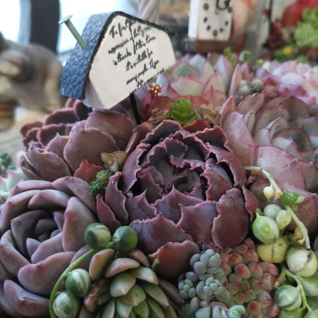 多肉植物 ♡そのまま飾れる寄せ植え♡バスケット✩.*˚