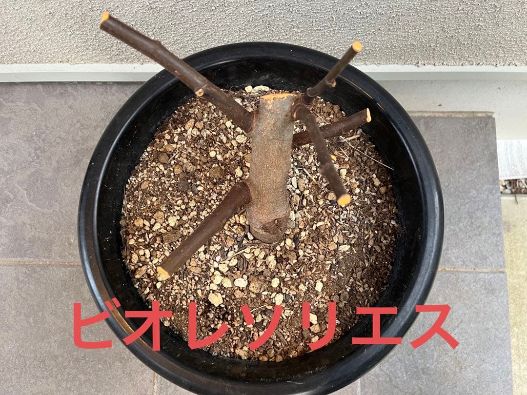 確認用　イチジク　ブルーベリー　バラ