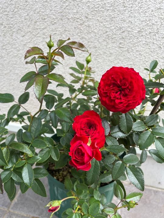 確認用　イチジク　ブルーベリー　バラ