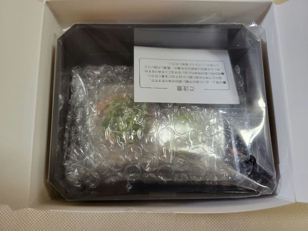 鬼滅の刃　不死川実弥　誕生祭2024　立体アクリルスタンド　実弥