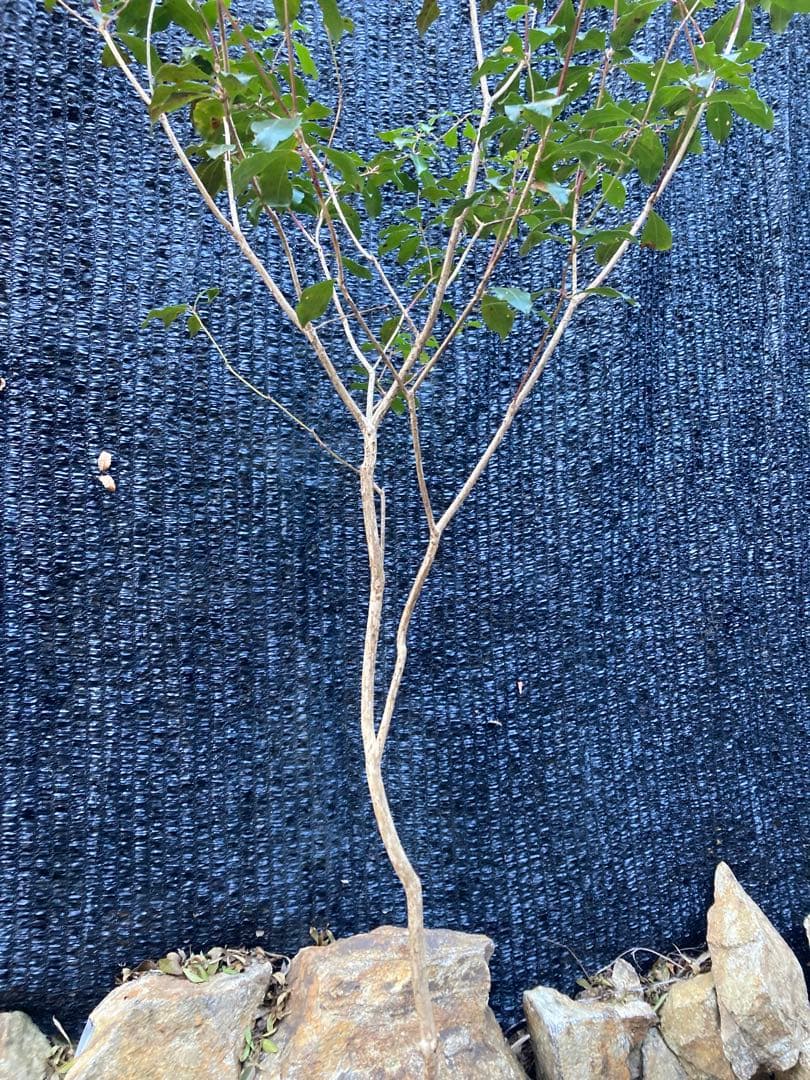 山採り　アセビ　馬酔木　約160センチ