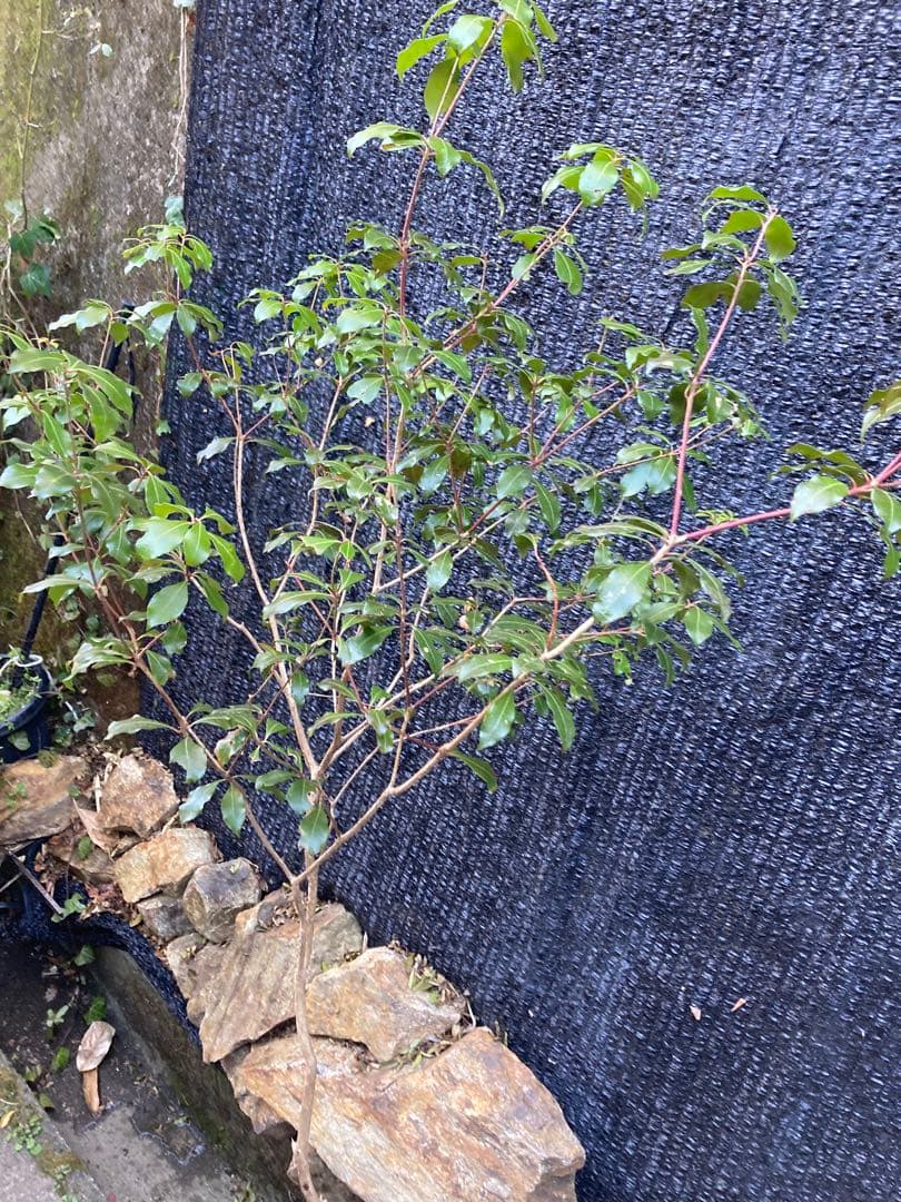 山採り　アセビ　馬酔木　約160センチ