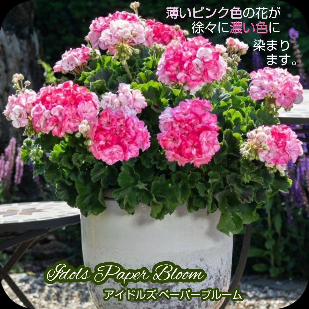香香様ゼラニウム苗 ペラルゴニウム６苗