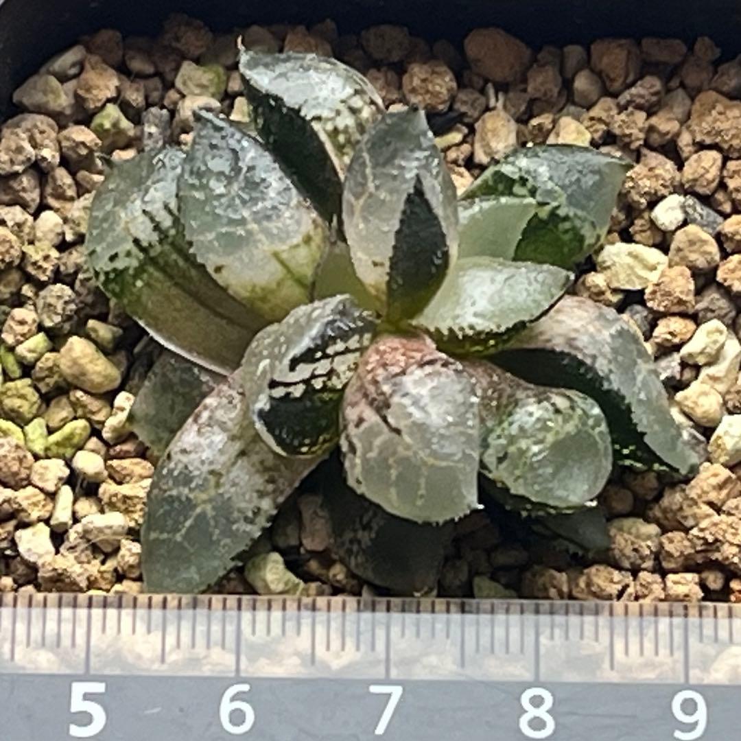 ハオルチア 氷皇　綴化