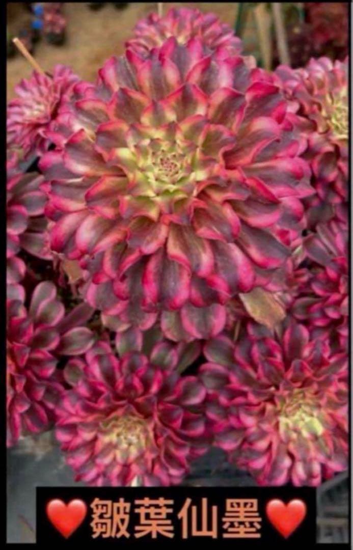 多肉植物アエオニウム錦❤️ 皺葉仙墨 ❤️1大頭13-15cm拔き苗