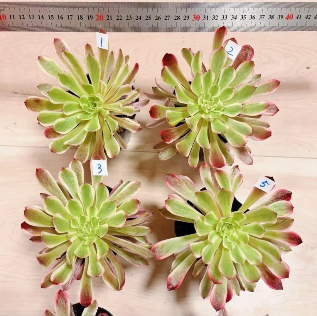 多肉植物アエオニウム錦❤️ 皺葉仙墨 ❤️1大頭13-15cm拔き苗