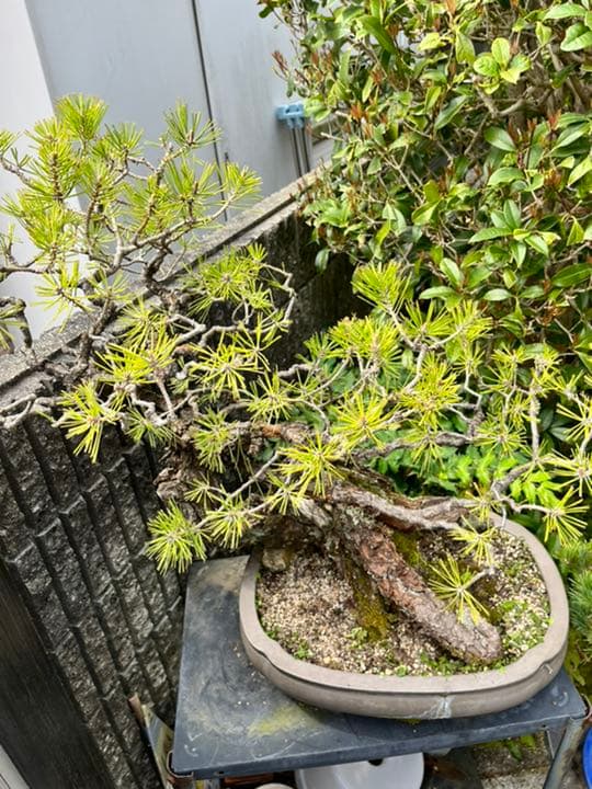 値引き可能！盆栽　2株　樹齢120年以上　黒松