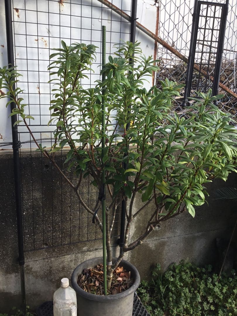 沈丁花　赤１００センチ