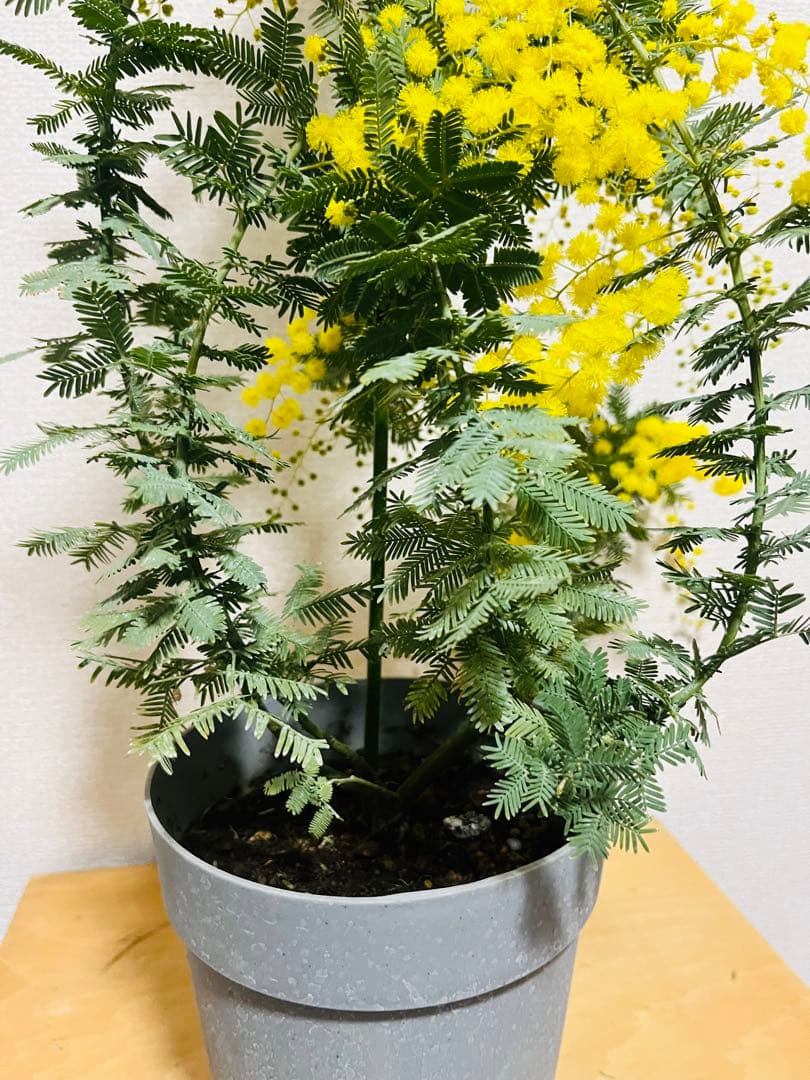 激レア　上から下まで360度　蕾いっぱい！　毎年咲く　アカシア　ミモザ　苗