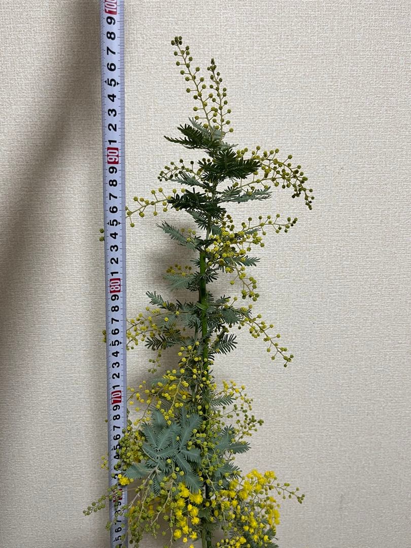 激レア　上から下まで360度　蕾いっぱい！　毎年咲く　アカシア　ミモザ　苗