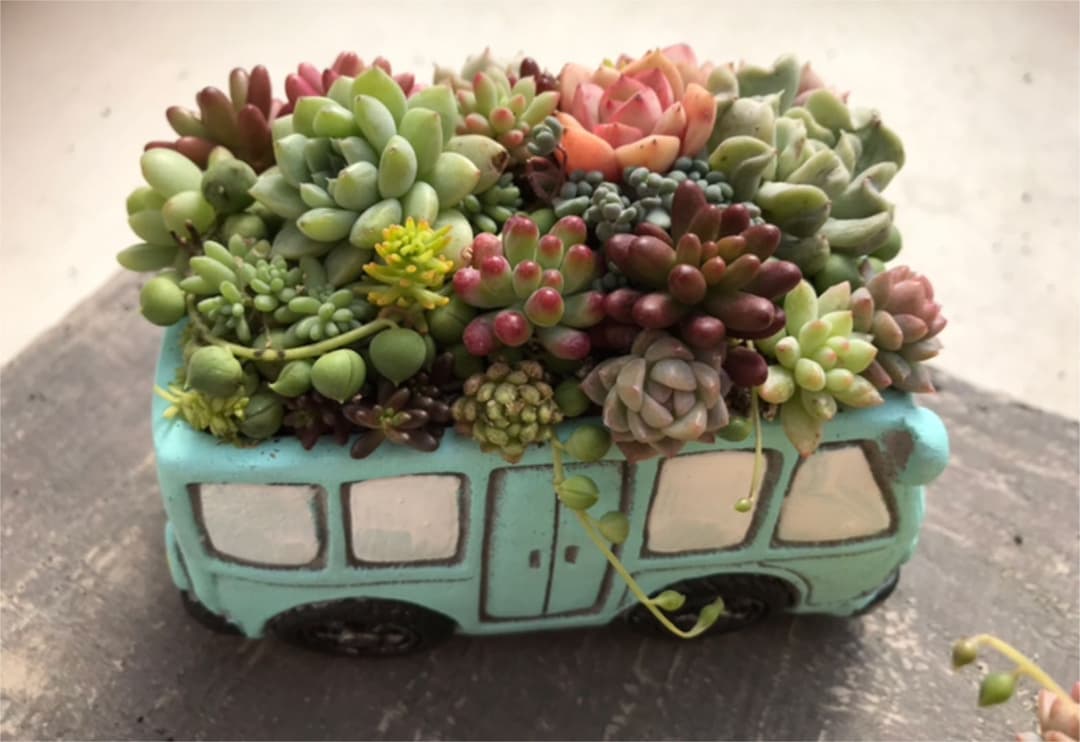 多肉 寄せ植え★flower bus-フラワーバス 水色★