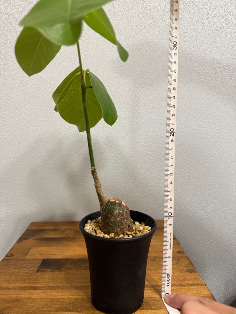 ボンバックス　①　Pseudobombax ellipticum