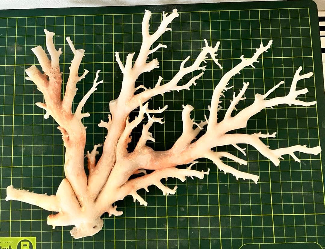 珊瑚　原木　置物　桃色珊瑚　白珊瑚