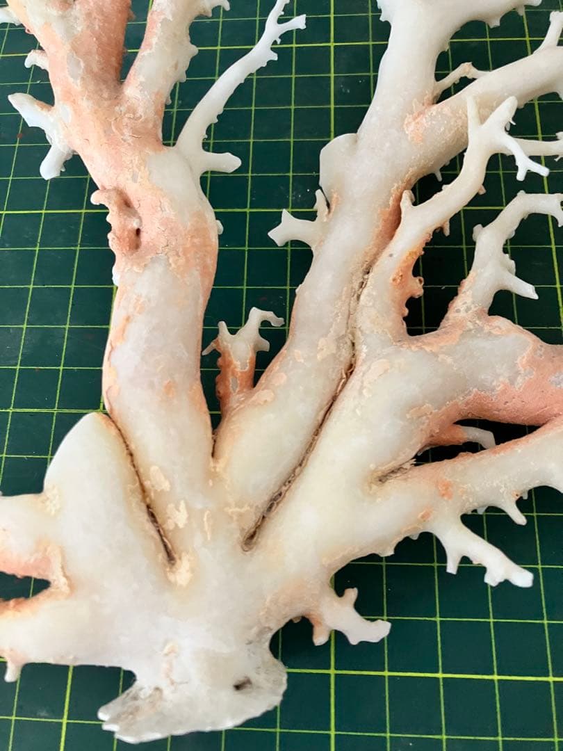 珊瑚　原木　置物　桃色珊瑚　白珊瑚