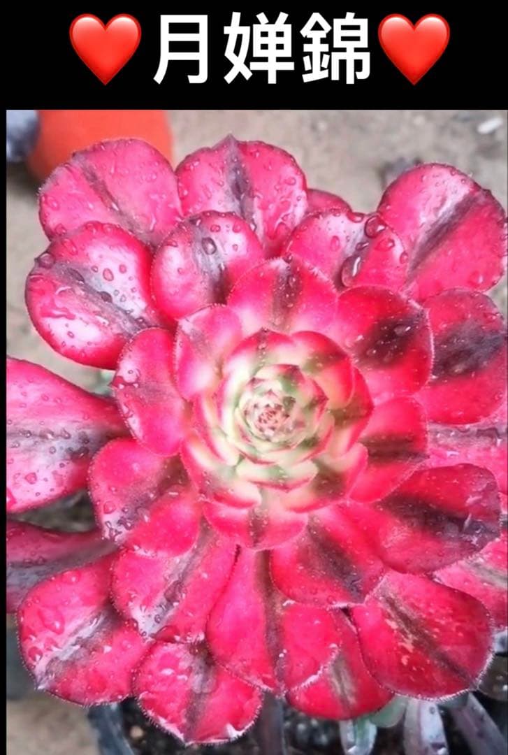 多肉植物アエオニウム錦❤️月婵錦❤️