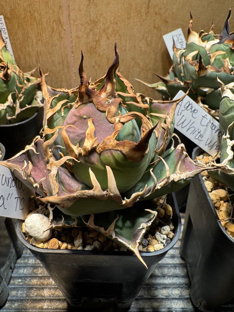 【agaves】アガベ　チタノタ　シチリア　TC カクタス330 オテロイ