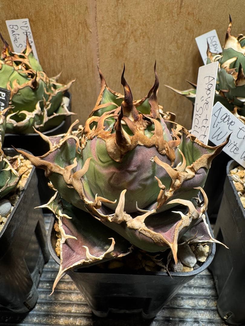 【agaves】アガベ　チタノタ　シチリア　TC カクタス330 オテロイ