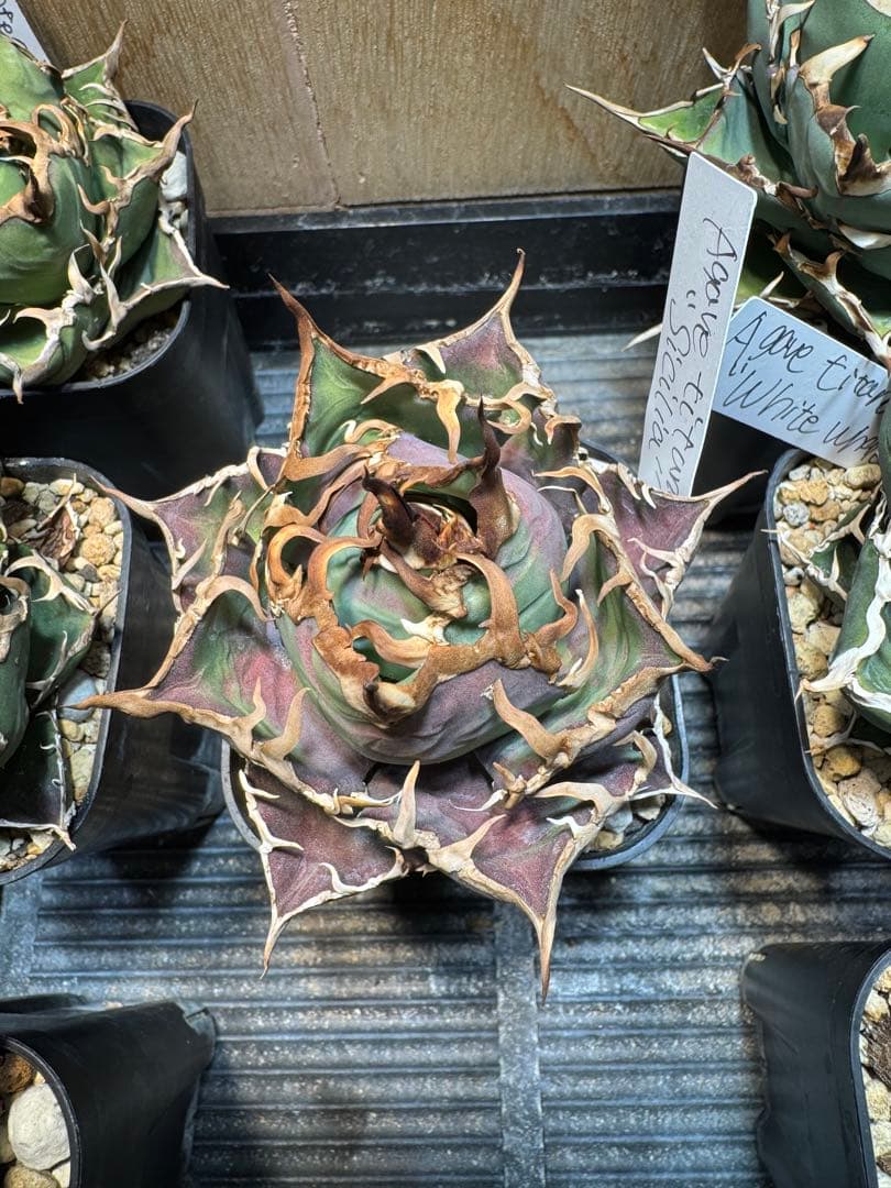 【agaves】アガベ　チタノタ　シチリア　TC カクタス330 オテロイ