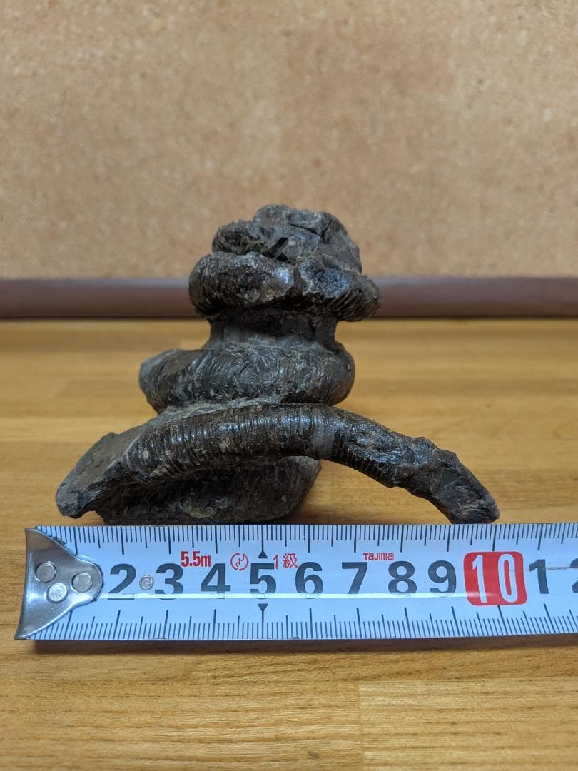 アンモナイト化石 異常巻(285)