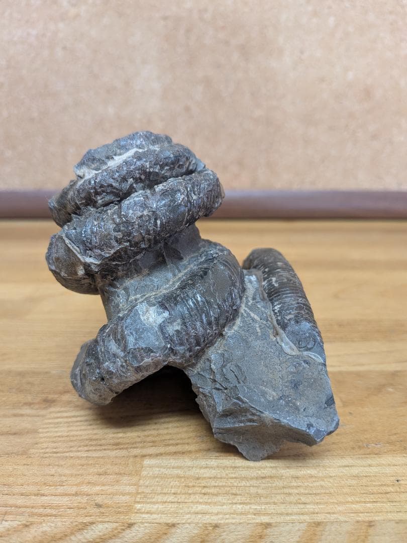 アンモナイト化石 異常巻(285)