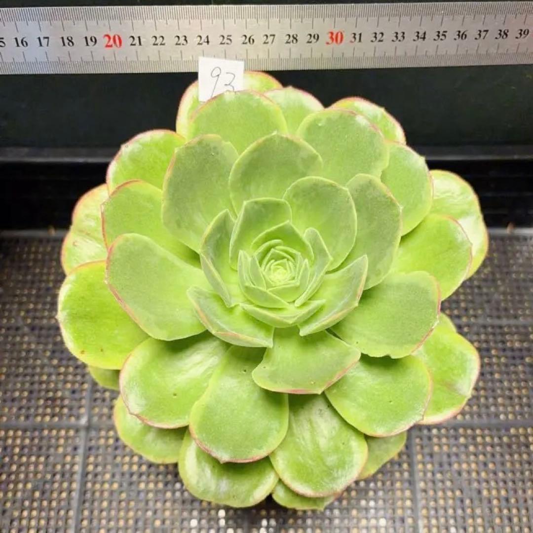 93#多肉植物アエオニウム錦❤️ ジェイドドラゴン錦❤️1大頭2小頭21cm拔き苗