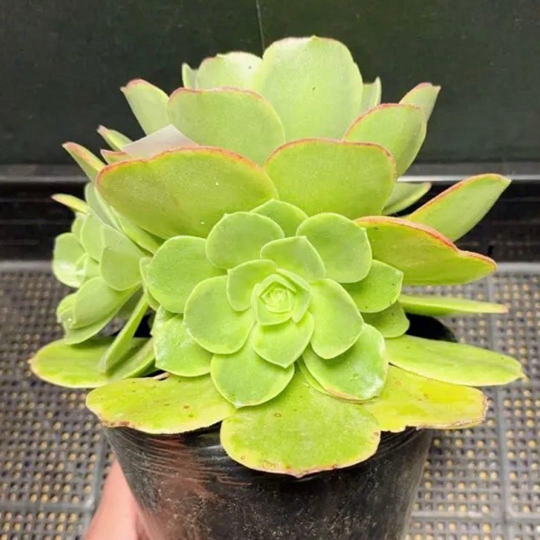 93#多肉植物アエオニウム錦❤️ ジェイドドラゴン錦❤️1大頭2小頭21cm拔き苗