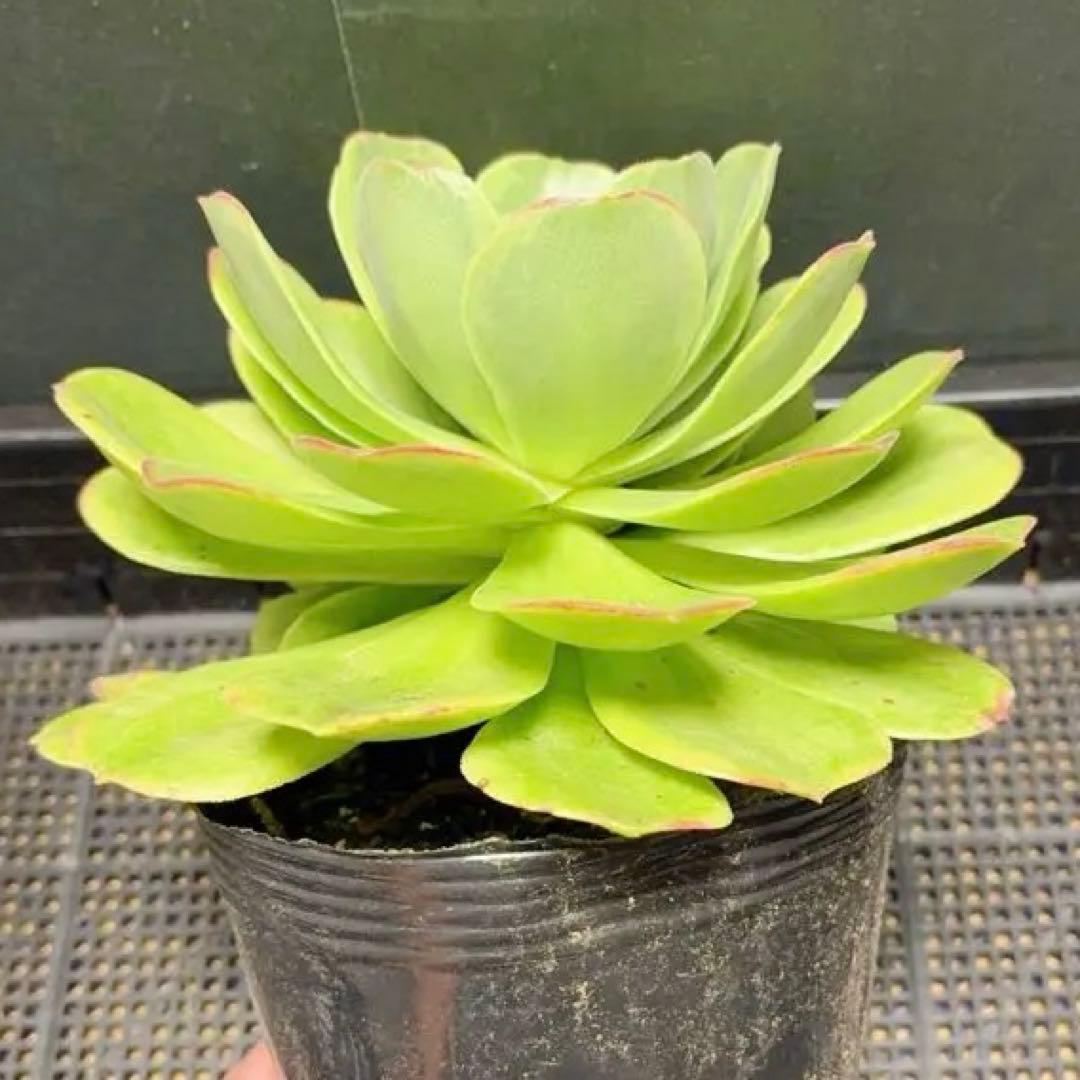 93#多肉植物アエオニウム錦❤️ ジェイドドラゴン錦❤️1大頭2小頭21cm拔き苗