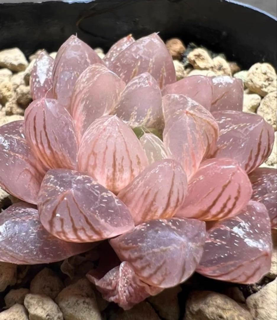 キ*）様 多肉植物　ハオルチア　雪花オブツーサ錦　紫肌　糊斑　超希少品