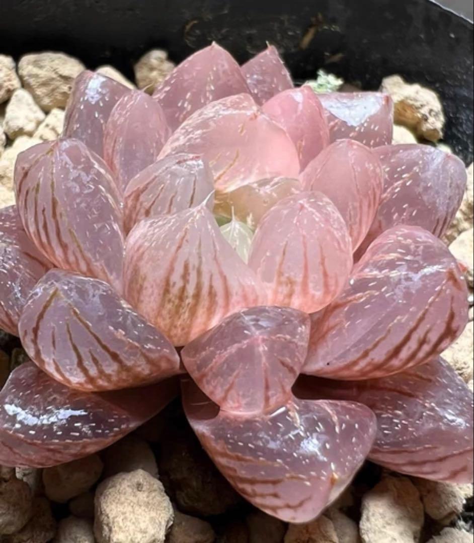 キ*）様 多肉植物　ハオルチア　雪花オブツーサ錦　紫肌　糊斑　超希少品