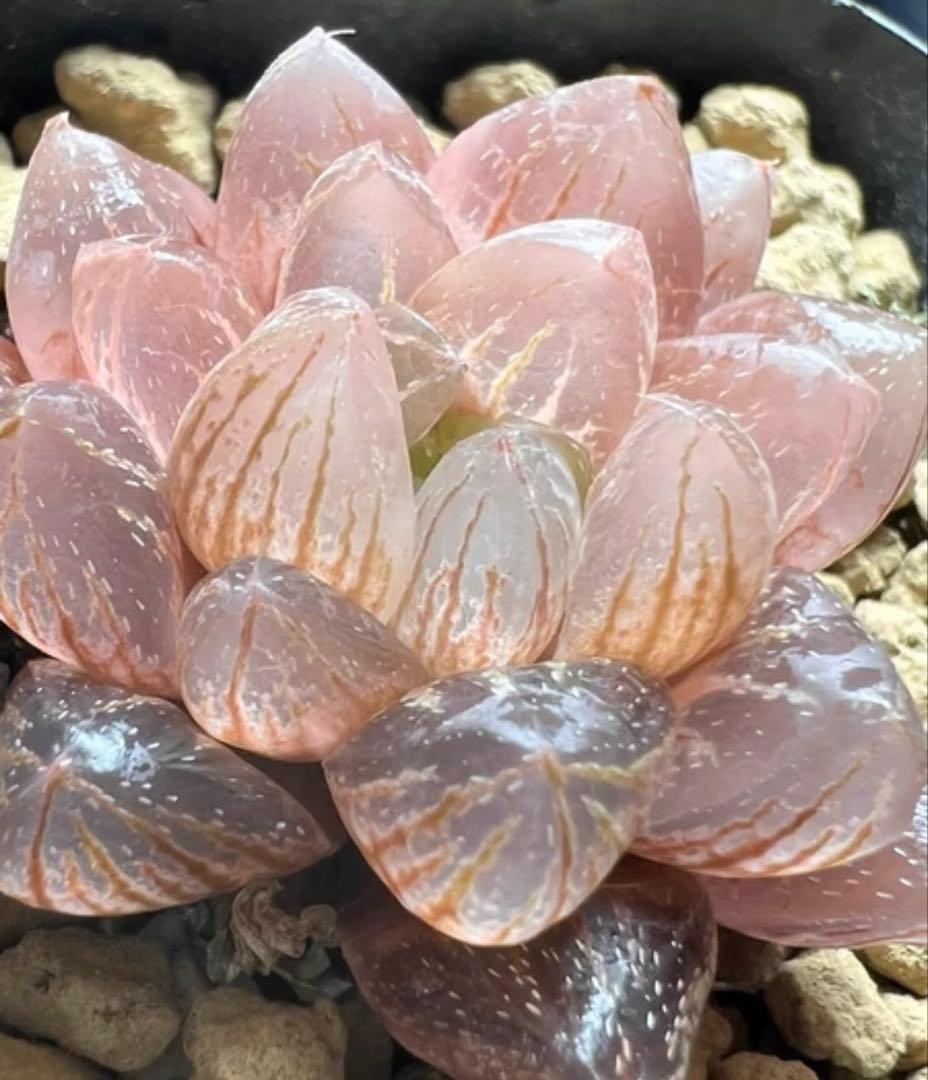 キ*）様 多肉植物　ハオルチア　雪花オブツーサ錦　紫肌　糊斑　超希少品