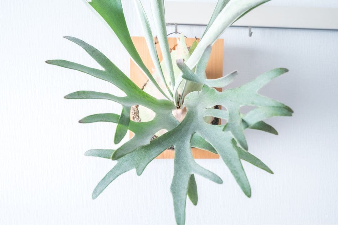 P.veitchii 親株サイズ