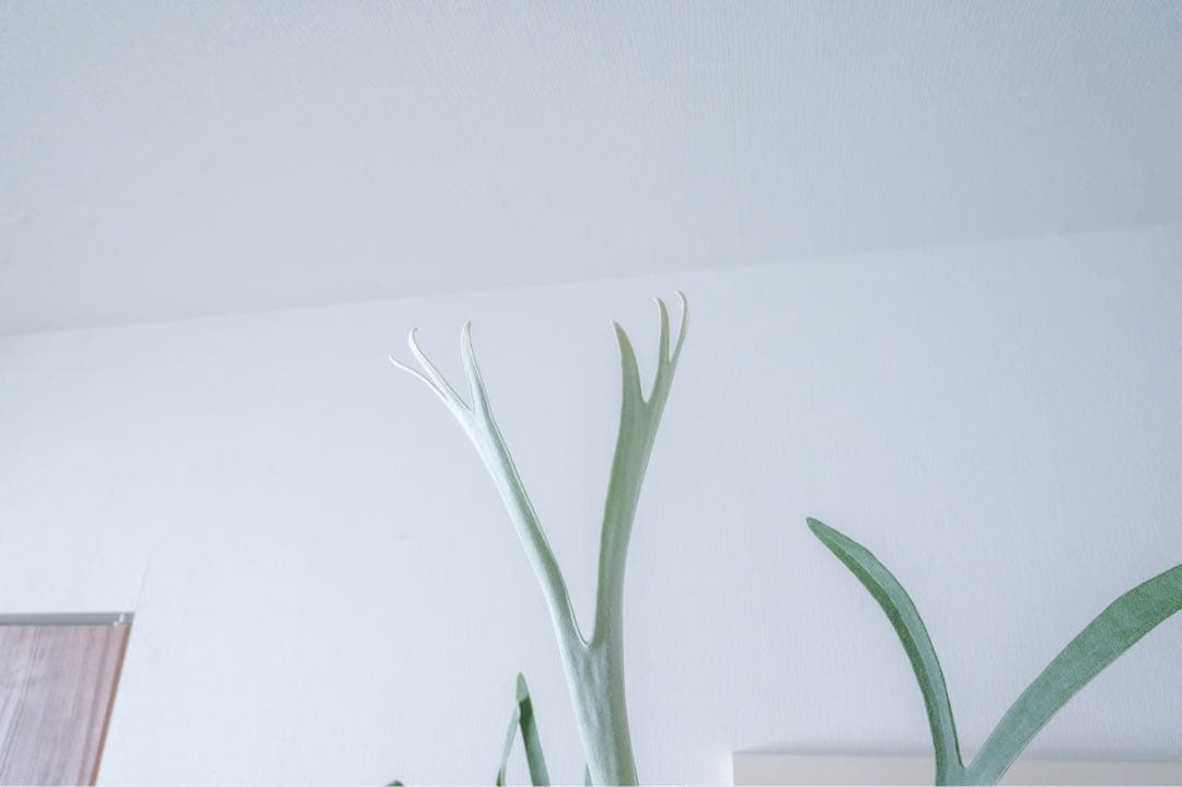 P.veitchii 親株サイズ