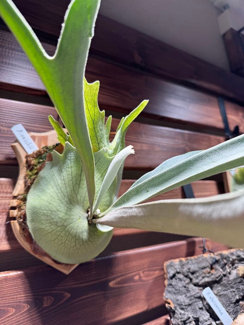 P.veitchii 親株サイズ
