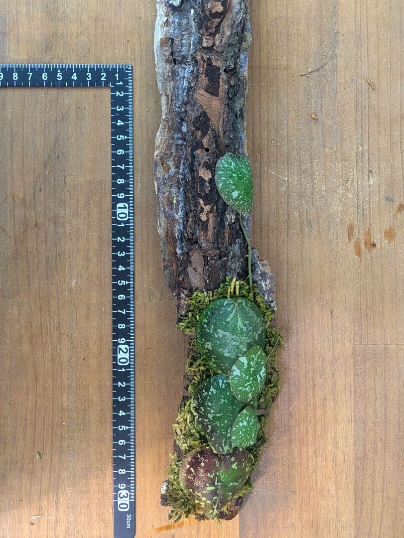 ホヤ インブリカータ アリ植物