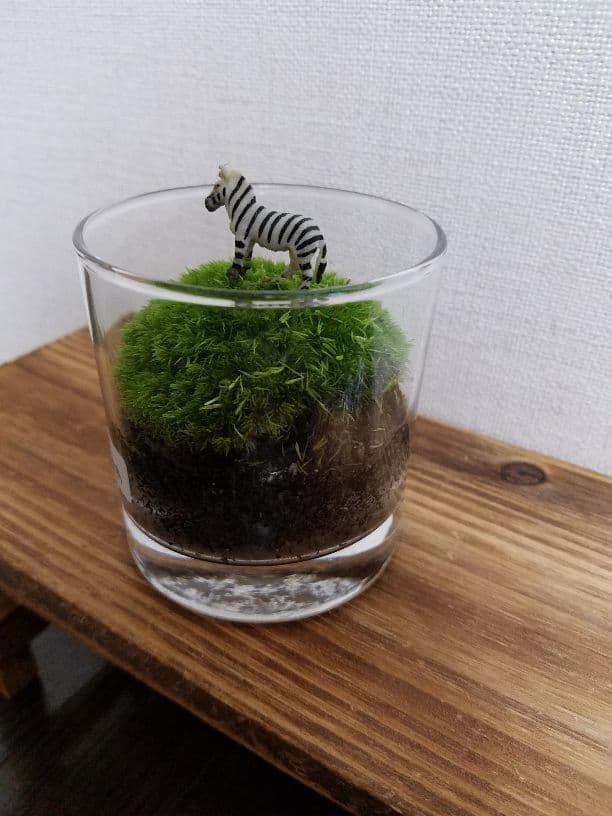 可愛いシマウマのコケリウム