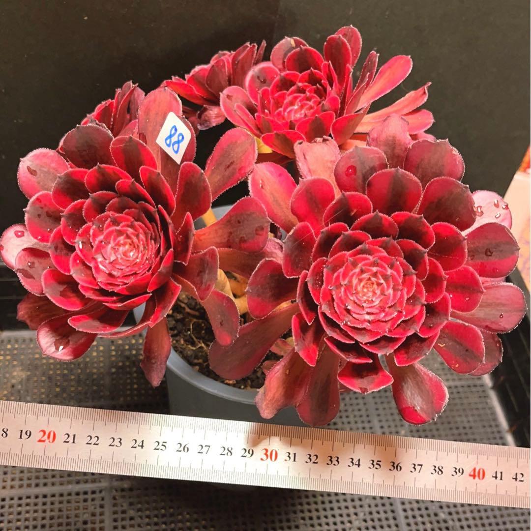 88#多肉植物アエオニウム錦❤️白月光❤️7頭29cm拔き苗