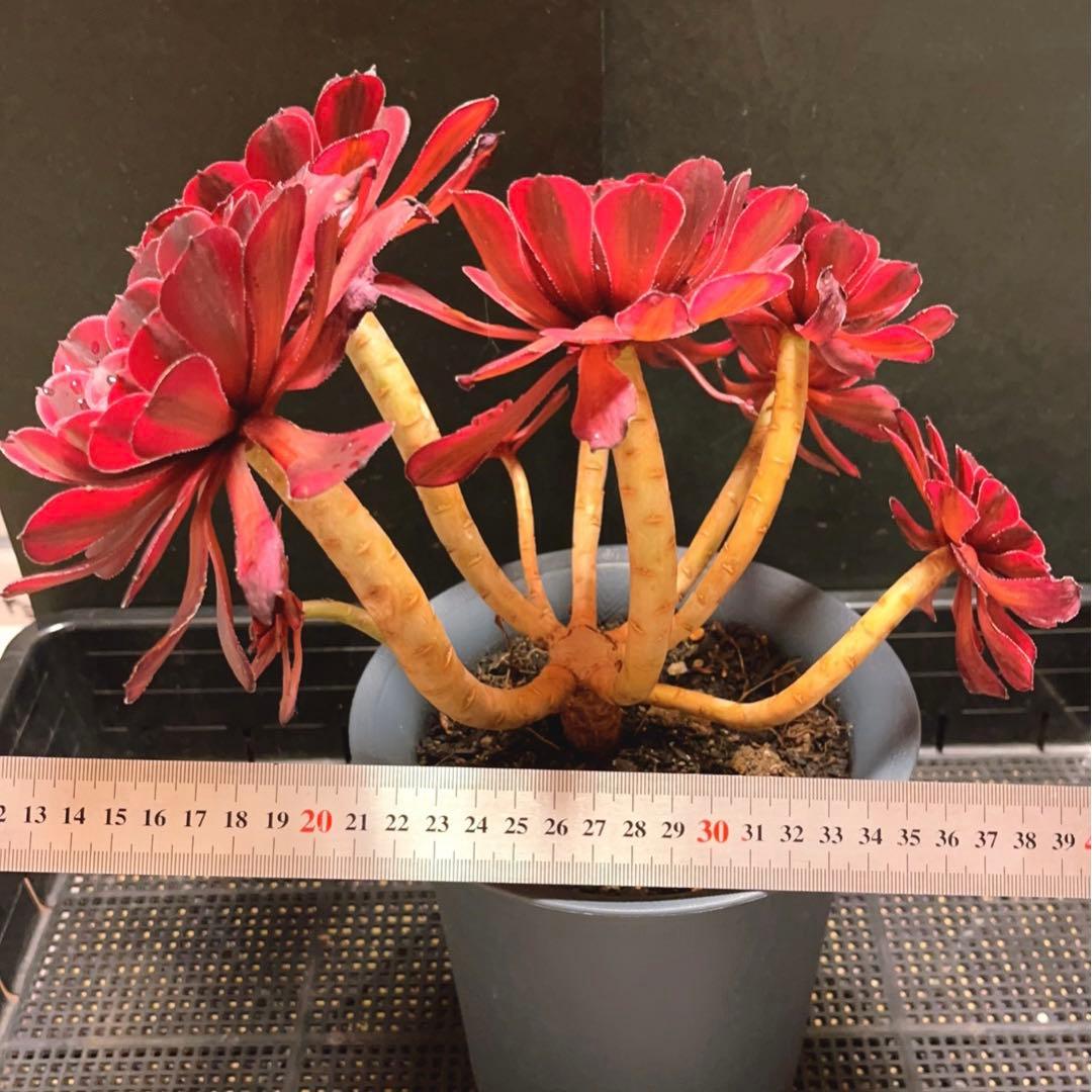 88#多肉植物アエオニウム錦❤️白月光❤️7頭29cm拔き苗