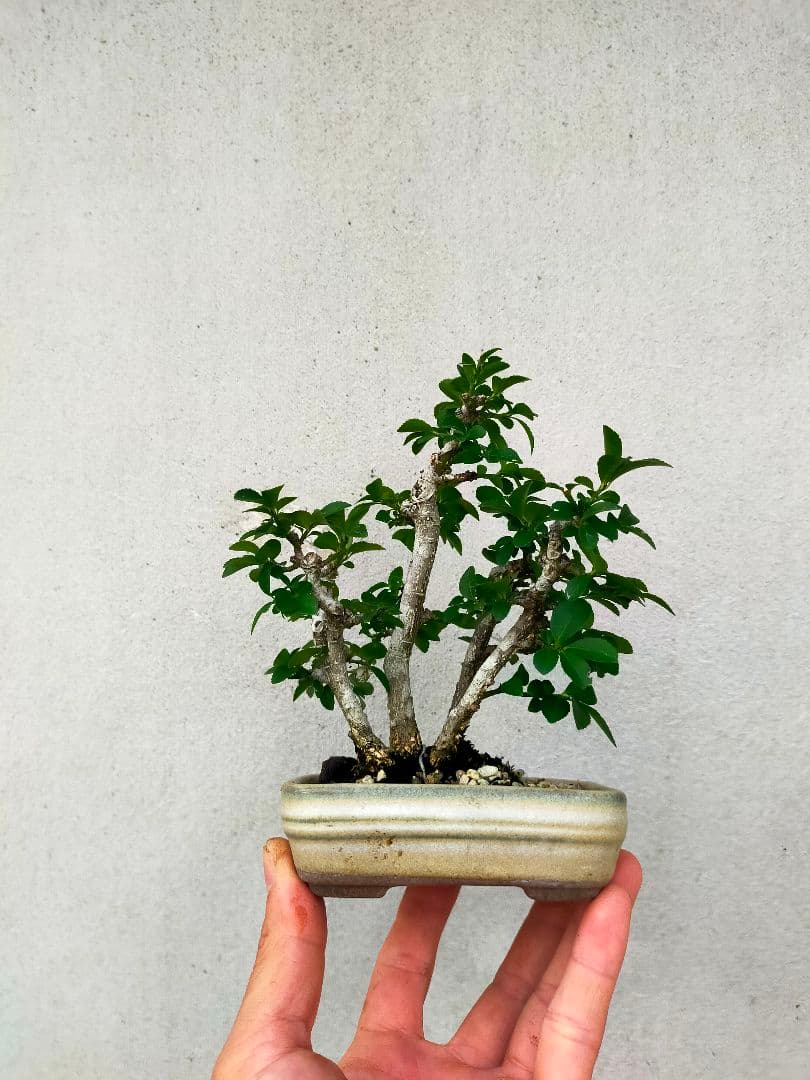 小真弓ミニ盆栽。5本寄せ植え。