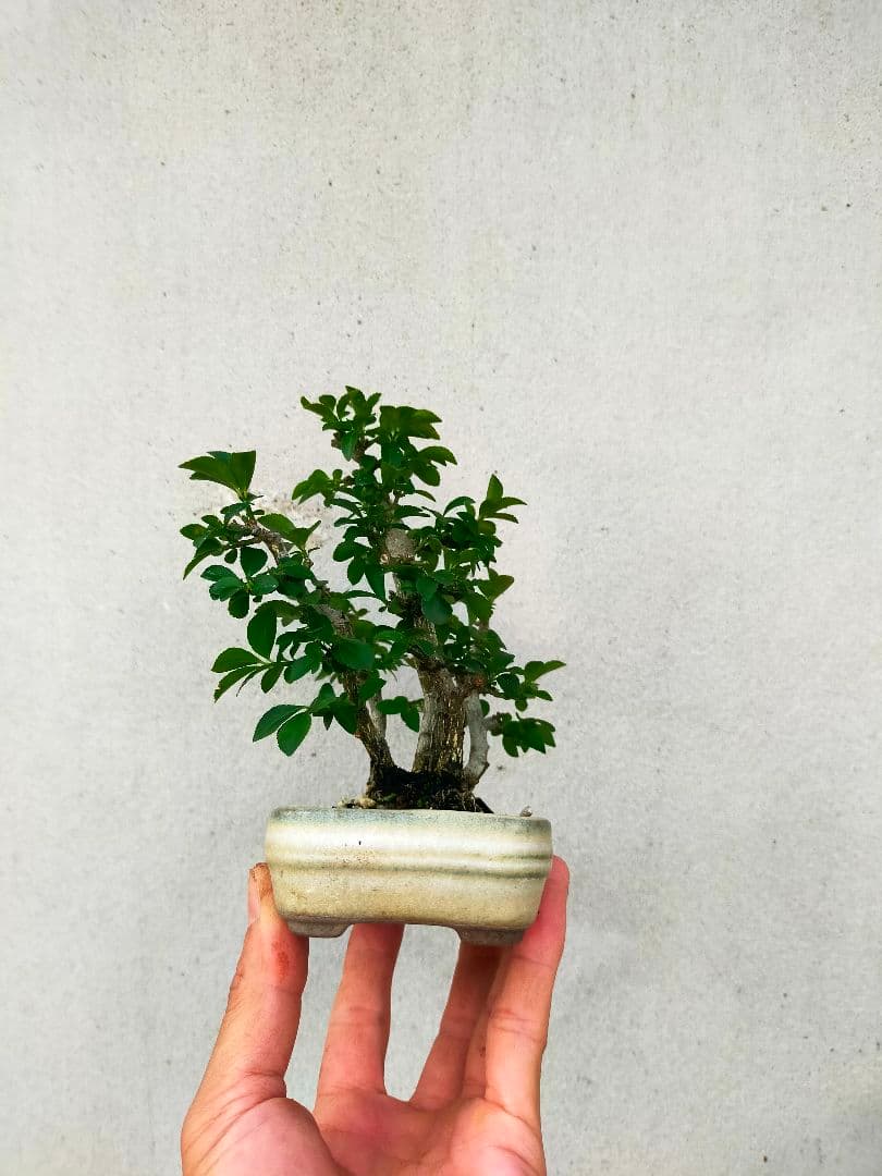 小真弓ミニ盆栽。5本寄せ植え。