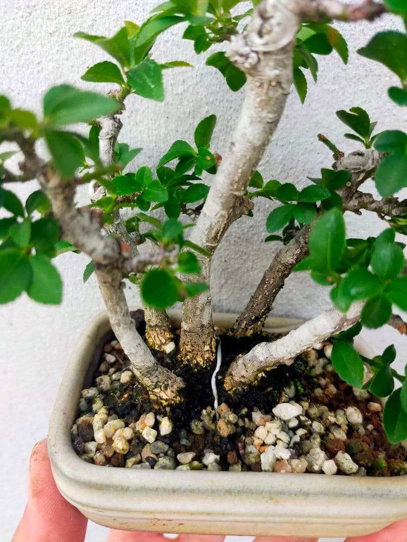 小真弓ミニ盆栽。5本寄せ植え。