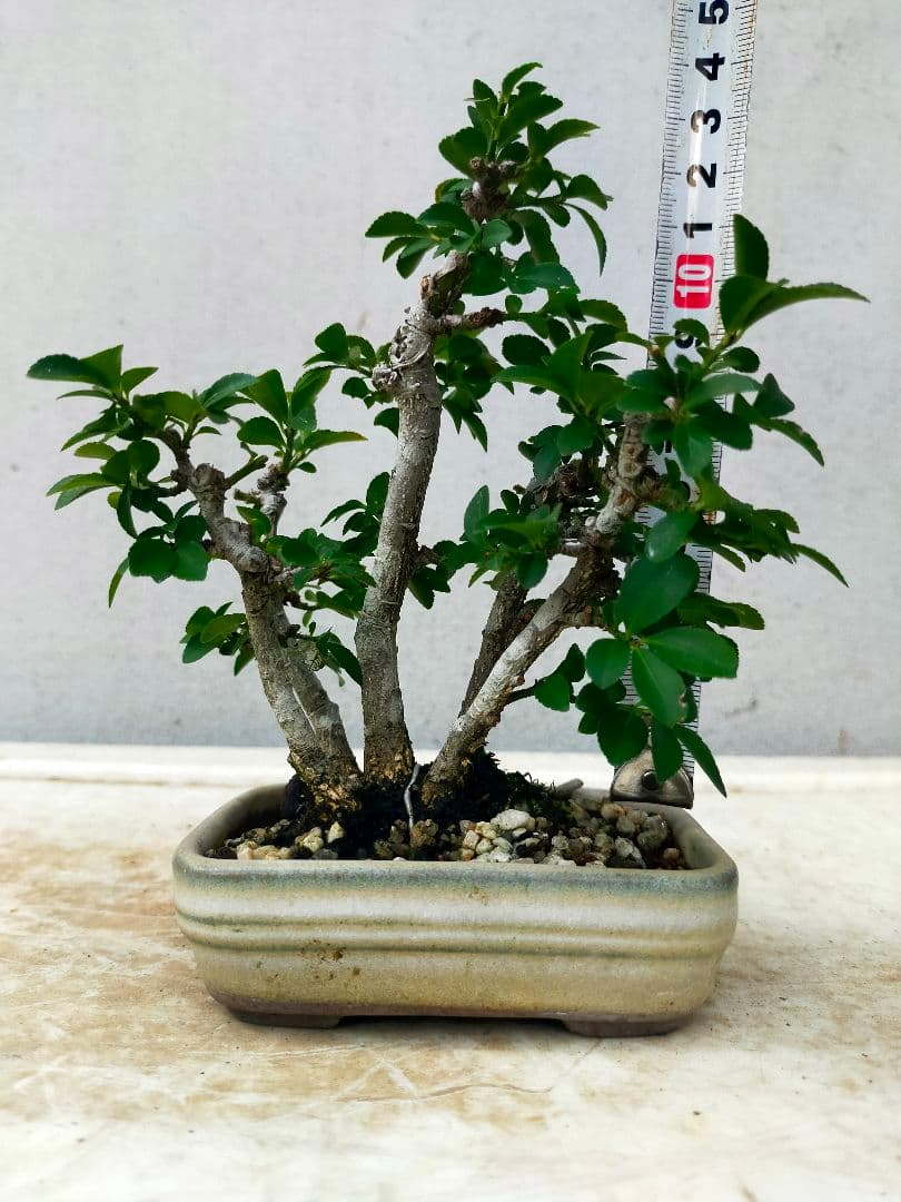 小真弓ミニ盆栽。5本寄せ植え。