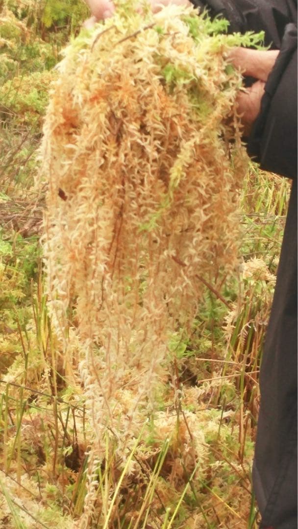 ニュージーランド産水苔ＡＡＡＡＡ500g
